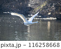 川島町白鳥飛来地 水辺から飛び立つ白鳥　埼玉県比企郡川島町 116258668