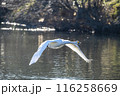 川島町白鳥飛来地 水辺から飛び立つ白鳥　埼玉県比企郡川島町 116258669