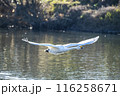 川島町白鳥飛来地 水辺から飛び立つ白鳥　埼玉県比企郡川島町 116258671