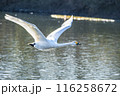 川島町白鳥飛来地 水辺から飛び立つ白鳥　埼玉県比企郡川島町 116258672