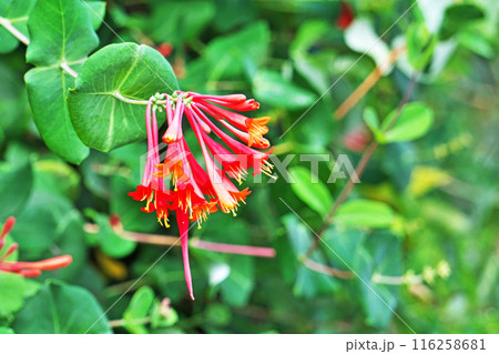 赤いツキヌキニンドウの花（夏、七月） 116258681