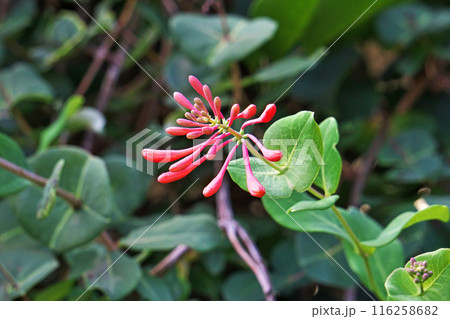 赤いツキヌキニンドウの花（夏、七月） 116258682