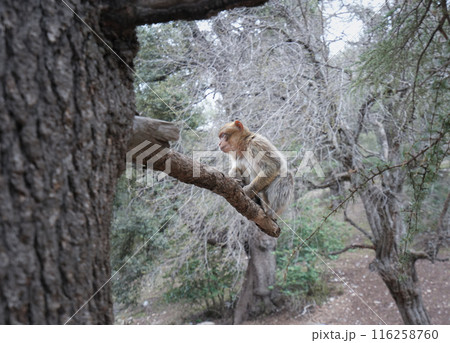 Atlas Monkey in Cedar Forest, Middle Atlas Mountains, Morocco. 116258760