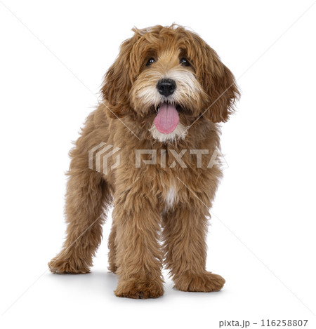 Happy dog on white background 116258807