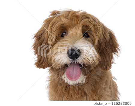 Happy dog on white background Happy dog on white background 116258809