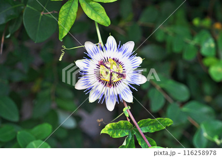 春から夏にかけて咲くトケイソウの花（夏、七月） 116258978