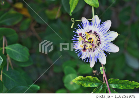 春から夏にかけて咲くトケイソウの花（夏、七月） 116258979