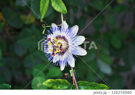 春から夏にかけて咲くトケイソウの花(夏、七月) 春から夏にかけて咲くトケイソウの花(夏、七月) 116258980