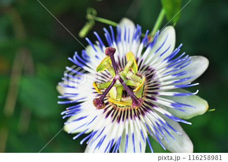 春から夏にかけて咲くトケイソウの花（夏、七月） 116258981