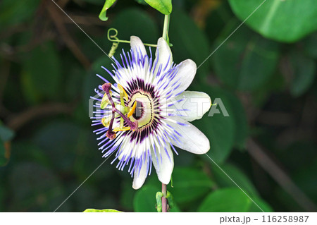 春から夏にかけて咲くトケイソウの花(夏、七月) 春から夏にかけて咲くトケイソウの花(夏、七月) 116258987