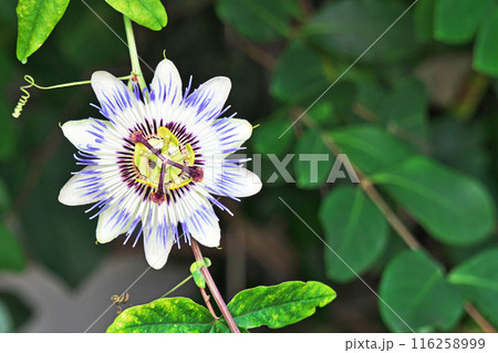 春から夏にかけて咲くトケイソウの花(夏、七月) 春から夏にかけて咲くトケイソウの花(夏、七月) 116258999