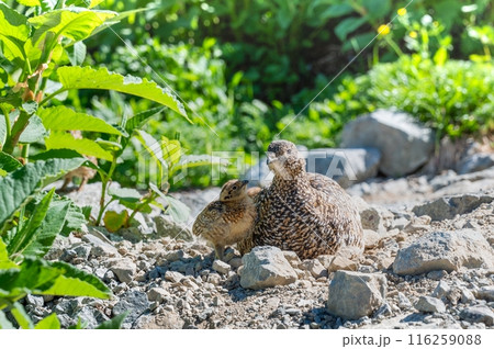 立山で生きる神の鳥ライチョウ 116259088