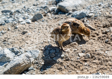 立山で生きる神の鳥ライチョウ 116259089