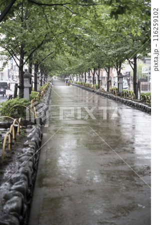 鎌倉246　鶴岡八幡宮1　梅雨 116259102