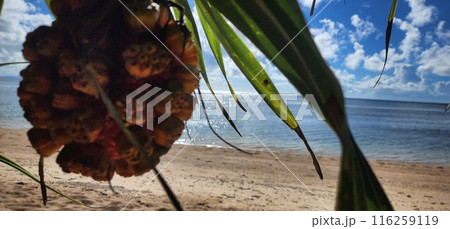 真夏の石垣島　海 116259119