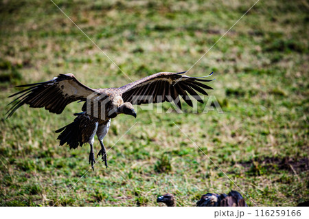 Kenyan Bird Vultures Wildlife Animals Wild Maasai Mara National Reserve Park Narok County Great Rift Valley Kenya East Africa Landscapes Travel Safaris bush Wild Savannah grasslands wilderness hilly m 116259166