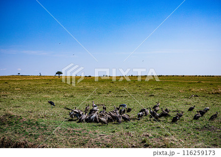 Kenyan Bird Vultures Wildlife Animals Wild Maasai Mara National Reserve Park Narok County Great Rift Valley Kenya East Africa Landscapes Travel Safaris bush Wild Savannah grasslands wilderness hilly m 116259173