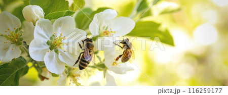 Close up of bees on white apple blossoms, natural macro spring background 116259177