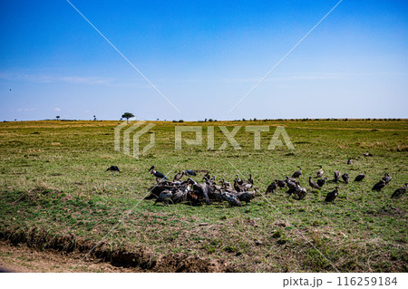 Kenyan Bird Vultures Wildlife Animals Wild Maasai Mara National Reserve Park Narok County Great Rift Valley Kenya East Africa Landscapes Travel Safaris bush Wild Savannah grasslands wilderness hilly m 116259184