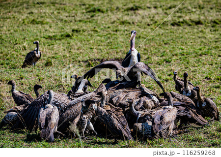 Kenyan Bird Vultures Wildlife Animals Wild Maasai Mara National Reserve Park Narok County Great Rift Valley Kenya East Africa Landscapes Travel Safaris bush Wild Savannah grasslands wilderness hilly m 116259268