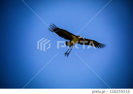 Kenyan Bird Vultures Wildlife Animals Wild Maasai Mara National Reserve Park Narok County Great Rift Valley Kenya East Africa Landscapes Travel Safaris bush Wild Savannah grasslands wilderness hilly m 116259318