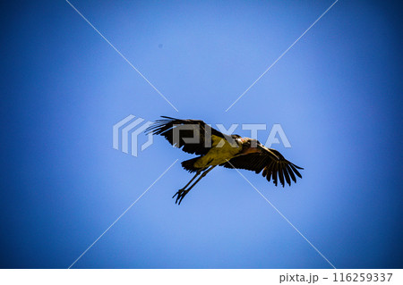 Kenyan Bird Vultures Wildlife Animals Wild Maasai Mara National Reserve Park Narok County Great Rift Valley Kenya East Africa Landscapes Travel Safaris bush Wild Savannah grasslands wilderness hilly m 116259337