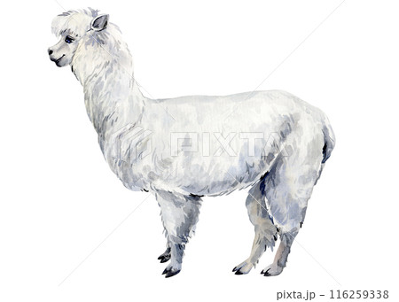 White Lama isolated Isolated Cute alpaca animal. Llama or Alpaca, Funny hand drawn characters. Watercolor illustration White Lama isolated Isolated Cute alpaca animal. Llama or Alpaca, Funny hand drawn characters. Watercolor illustration 116259338