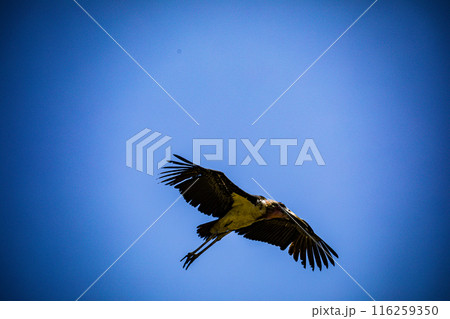 Kenyan Bird Vultures Wildlife Animals Wild Maasai Mara National Reserve Park Narok County Great Rift Valley Kenya East Africa Landscapes Travel Safaris bush Wild Savannah grasslands wilderness hilly m 116259350