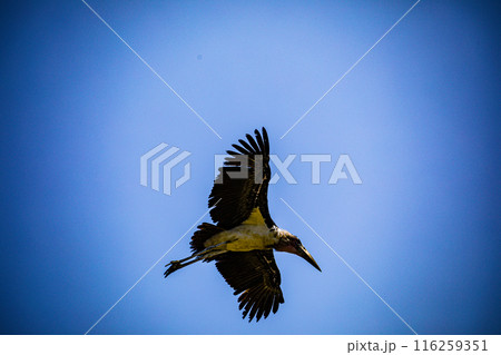 Kenyan Bird Vultures Wildlife Animals Wild Maasai Mara National Reserve Park Narok County Great Rift Valley Kenya East Africa Landscapes Travel Safaris bush Wild Savannah grasslands wilderness hilly m 116259351