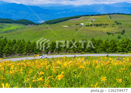 （長野県）ビーナスライン沿いに咲くニッコウキスゲが美しい・霧ヶ峰高原 116259477