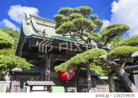 鎌倉 長谷寺 116259638