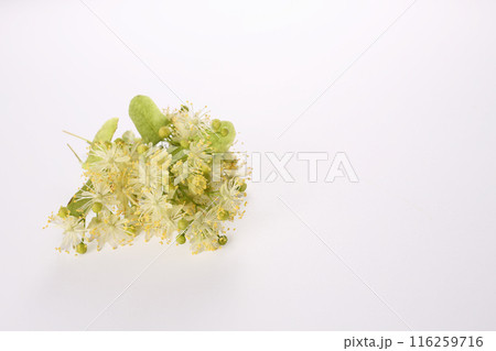 Linden blossom flowers on white background. Close up. Copy space 116259716