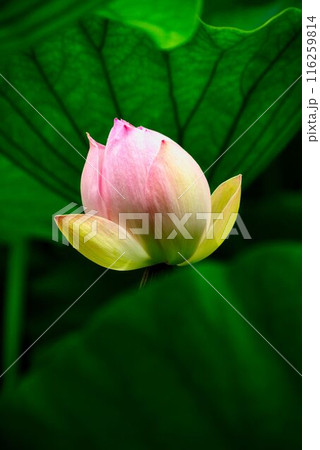 蓮の花、清浄なる花 116259814