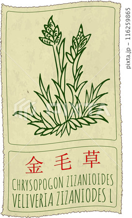Vector drawing CHRYSOPOGON ZIZANIOIDES in Chinese. Hand drawn illustration. The Latin name is VELIVERIA ZIZANIODES L 116259865