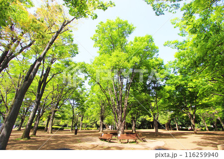 駒沢公園の新緑 116259940