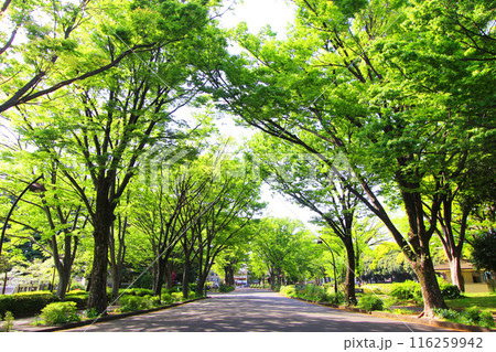 駒沢公園の新緑 116259942