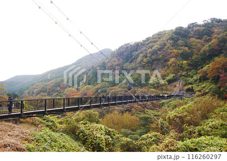 吊り橋を渡って紅葉した鬼怒川を渡る。きっと下の渓流では水飛沫を浴びながら川下りを楽しむ人々が 吊り橋を渡って紅葉した鬼怒川を渡る。きっと下の渓流では水飛沫を浴びながら川下りを楽しむ人々が 116260297