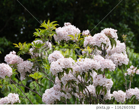 満開のカルミア 満開のカルミア 116260392