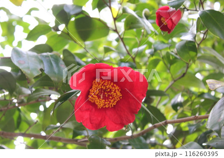 ＊　ツバキ　＊　椿　＊　つばき　＊　THUBAKI　＊　 116260395