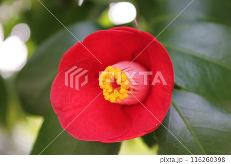 ＊　ツバキ　＊　椿　＊　つばき　＊　THUBAKI　＊　 116260398