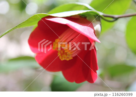 * ツバキ * 椿 * つばき * THUBAKI * * ツバキ * 椿 * つばき * THUBAKI * 116260399