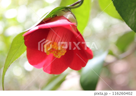 ＊　ツバキ　＊　椿　＊　つばき　＊　THUBAKI　＊　 116260402