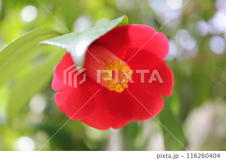 ＊　ツバキ　＊　椿　＊　つばき　＊　THUBAKI　＊　 116260404