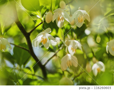 エゴノキの花 エゴノキの花 116260603