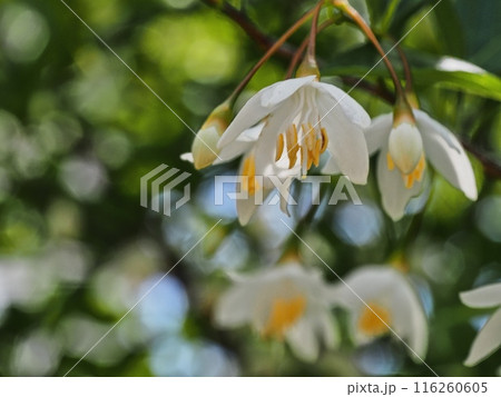 エゴノキの花 エゴノキの花 116260605