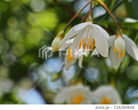 エゴノキの花 116260606