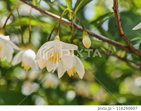 エゴノキの花 116260607