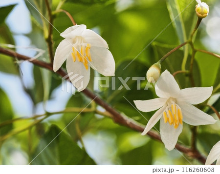 エゴノキの花 116260608