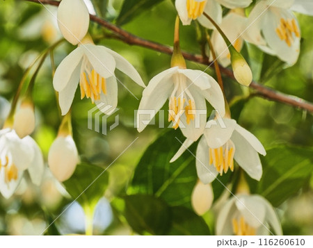 エゴノキの花 エゴノキの花 116260610