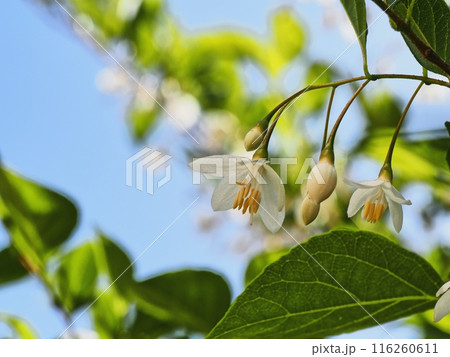 エゴノキの花 エゴノキの花 116260611
